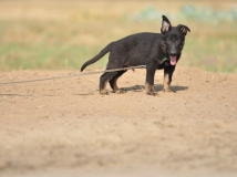 puppy-photo-6-working-german-shepherd-breeding-napor