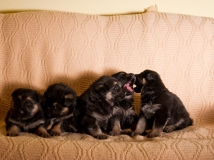 puppy-photo-60-working-german-shepherd-breeding-napor