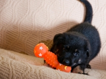 puppy-photo-61-working-german-shepherd-breeding-napor