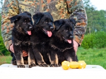 puppy-photo-62-working-german-shepherd-breeding-napor