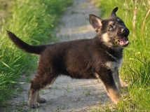 puppy-photo-7-working-german-shepherd-breeding-napor