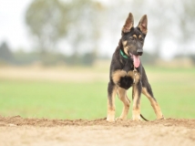 puppy-photo-8-working-german-shepherd-breeding-napor