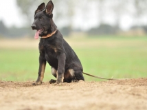 puppy-photo-9-working-german-shepherd-breeding-napor