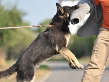 atos-napor-10-months-old-during-training-protection-now-at-k-9-police-in-USA