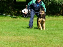 bond-cul-bo-10-years-old-dog-ready-to-attack