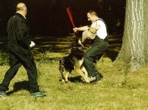 dog-attack-photo-2-working-german-shepherd breeding-napor