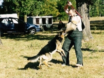 dog-attack-photo-3-working-german-shepherd breeding-napor