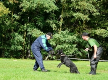 dog-attack-photo-4-working-german-shepherd breeding-napor