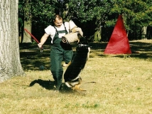 dog-attack-photo-9-working-german-shepherd breeding-napor