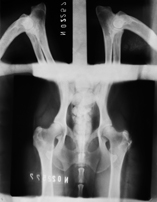 Zdjęcie rentgenowskie bioder psa z hodowli psów z linii użytkowej Napór