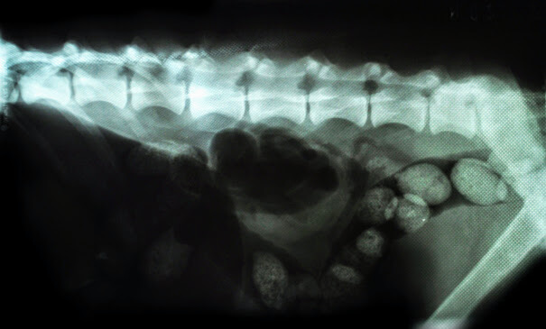 Spine x-ray photo of the dog from working german shepherd breeding Napór