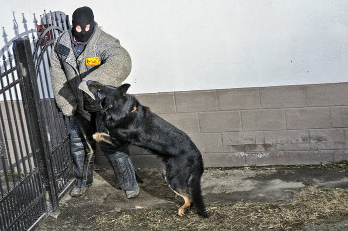 Attack on the potential burglar by dog from Working German Shepherd Breeding Napór