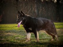 Dorosłe owczarki niemieckie z hodowli Napór